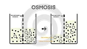 osmosis, Solvent passing through the semipermeable membrane from the less concentrated part to the more concentrated part